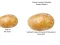 Játék Potato Construct 2 Edition online