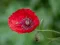 Játék Poppy Nature Flower Jigsaw online