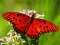 Játék Nature Jigsaw Puzzle Butterfly online