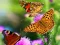 Játék Butterfly Slide online