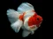 Játék Gold Fish Jigsaw Puzzle online