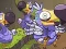 Játék Save The Dodos online