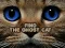 Játék Find the Ghost Cat online