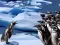 Játék Penguins Slide online