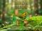 Játék Birds Slide online