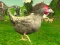 Játék Chicken Shooter online