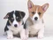 Játék Cute Puppies Puzzle online