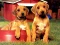 Játék Puppy Pairs Puzzle online