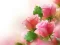 Játék Pink Roses online