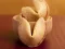 Játék Fortune Cookies online