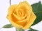 Játék Yellow Roses online