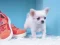 Játék Lovely Puppy Puzzle online