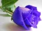 Játék Blue Roses online
