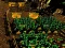 Játék Pixel Farm online