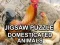 Játék Jigsaw Puzzle Domesticated Animals online