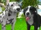 Játék Dog Simulator 3d online