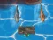 Játék Titanic Shark Attacks online