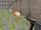 Játék Bullet Fire online