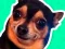 Játék What meme dog are you ? online