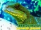 Játék Chinese Water Dragon Jigsaw online
