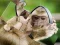 Játék Chimpanzee Jigsaw online