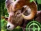 Játék Crazy Goat Hunter 2020 online