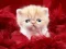 Játék Funny Kitty online
