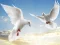 Játék Flying Birds online