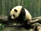 Játék Pandas Puzzle online