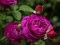 Játék Purple Roses online