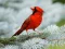 Játék Birds Puzzle online