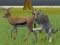 Játék Wolf Life Simulator online