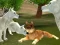 Játék Wild Wolves Hunger Attack online