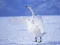 Játék Graceful Swans online