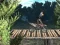 Játék Bike Trial Xtreme Forest online