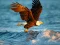 Játék Animals Jigsaw Puzzle Eagle online