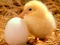 Játék Lovable Little Creatures Puzzle online