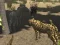 Játék African Cheetah Hunting Simulator online
