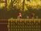 Játék The Lost Forest online