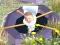 Játék Whack Skibidis online