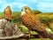 Játék Birds of Prey Slide online