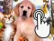 Játék Pets Clicker online