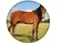 Játék Animal Quiz online
