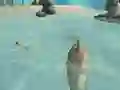 Játék Shark Simulator Beach Killer online