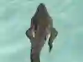 Játék Crocodile Simulator Beach Hunt online