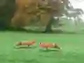 Játék Hunted Fox online