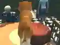 Játék Dog Simulator: Puppy Craft online