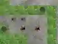 Játék Spider Tower Defence online