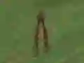 Játék Dino Hunt online