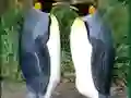 Játék Penguin Puzzle online